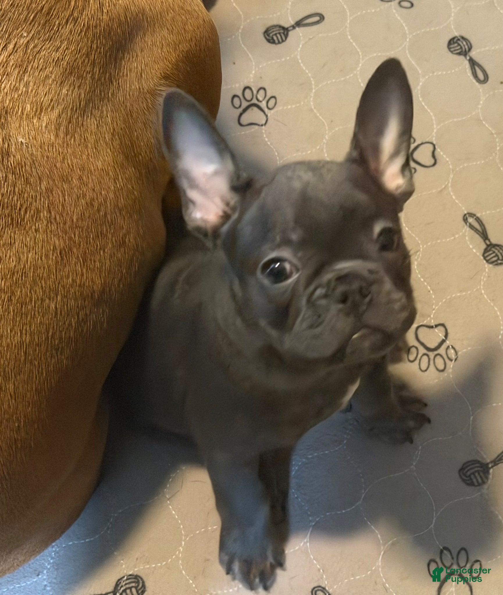 French Bulldog dogs Kermit - Ad 26