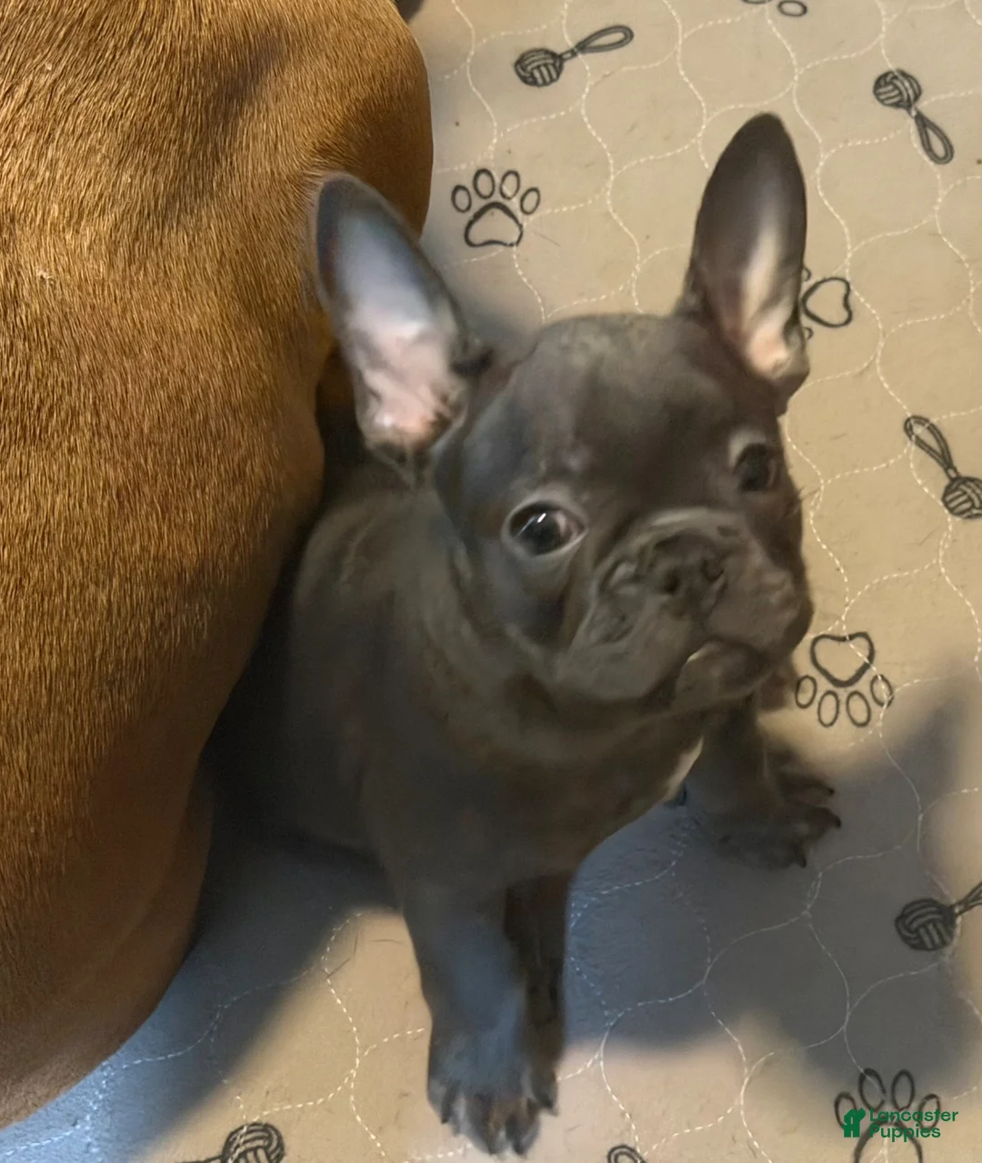 French Bulldog dogs for sale: Kermit - Ad 1