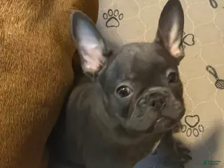 French Bulldog dogs for sale: Kermit - Ad 2