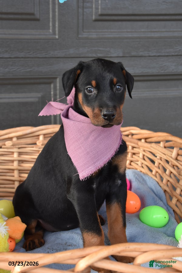 Doberman Pinscher dogs Cottontail - Ad 1