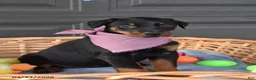 Doberman Pinscher dogs for sale: Cottontail - Ad 1