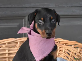 Doberman Pinscher dogs for sale: Cottontail - Ad 1