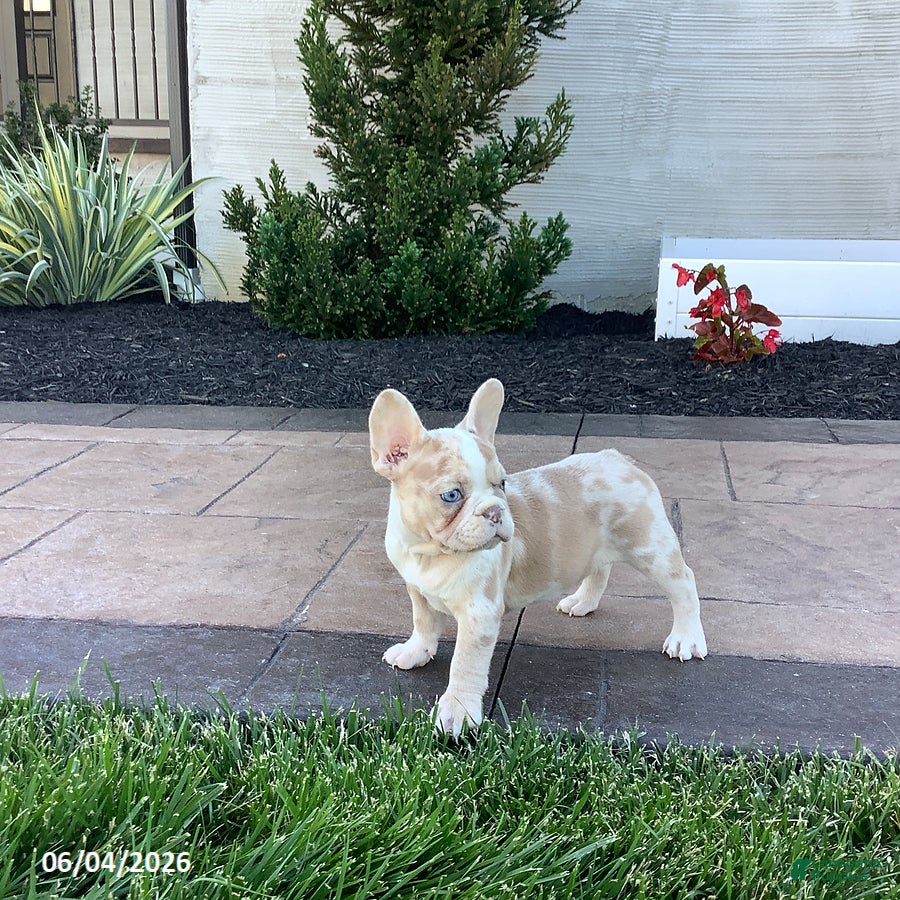 French Bulldog dogs for sale: Alexis - Ad 4