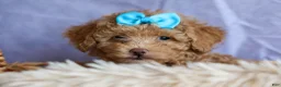Miniature Poodle dogs for sale: ARCHIE - Ad 16