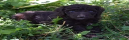 Standard Poodle dogs for sale: Standard Poodle 8 Brown with a tiny bit of white - Ad 12