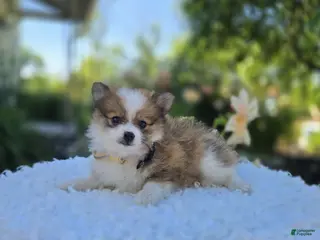 Pomeranian dogs for sale: Sandra - Ad 3