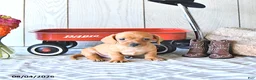 Miniature Dachshund dogs for sale: Ronny - Ad 3
