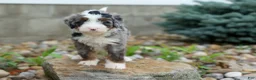 Mini Bernedoodle dogs for sale: 🐾 Meet Paxton 🐾 - Ad 4
