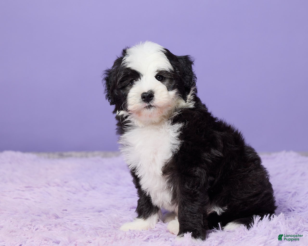 Mini Sheepadoodle dogs Stevie - Ad 2