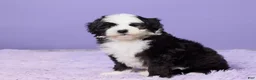 Mini Sheepadoodle dogs for sale: Stevie - Ad 2