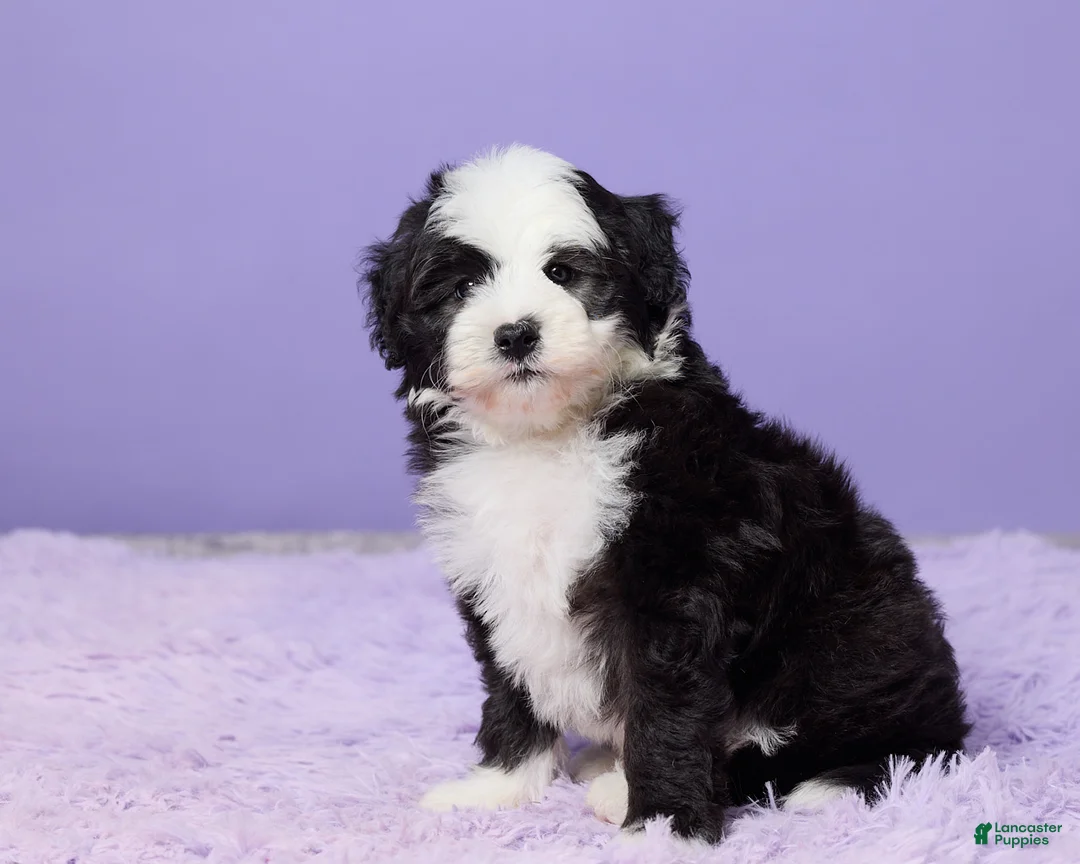 Mini Sheepadoodle dogs for sale: Stevie - Ad 2