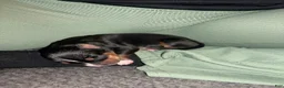 Mixed Breed dogs for sale: Bear - Ad 8