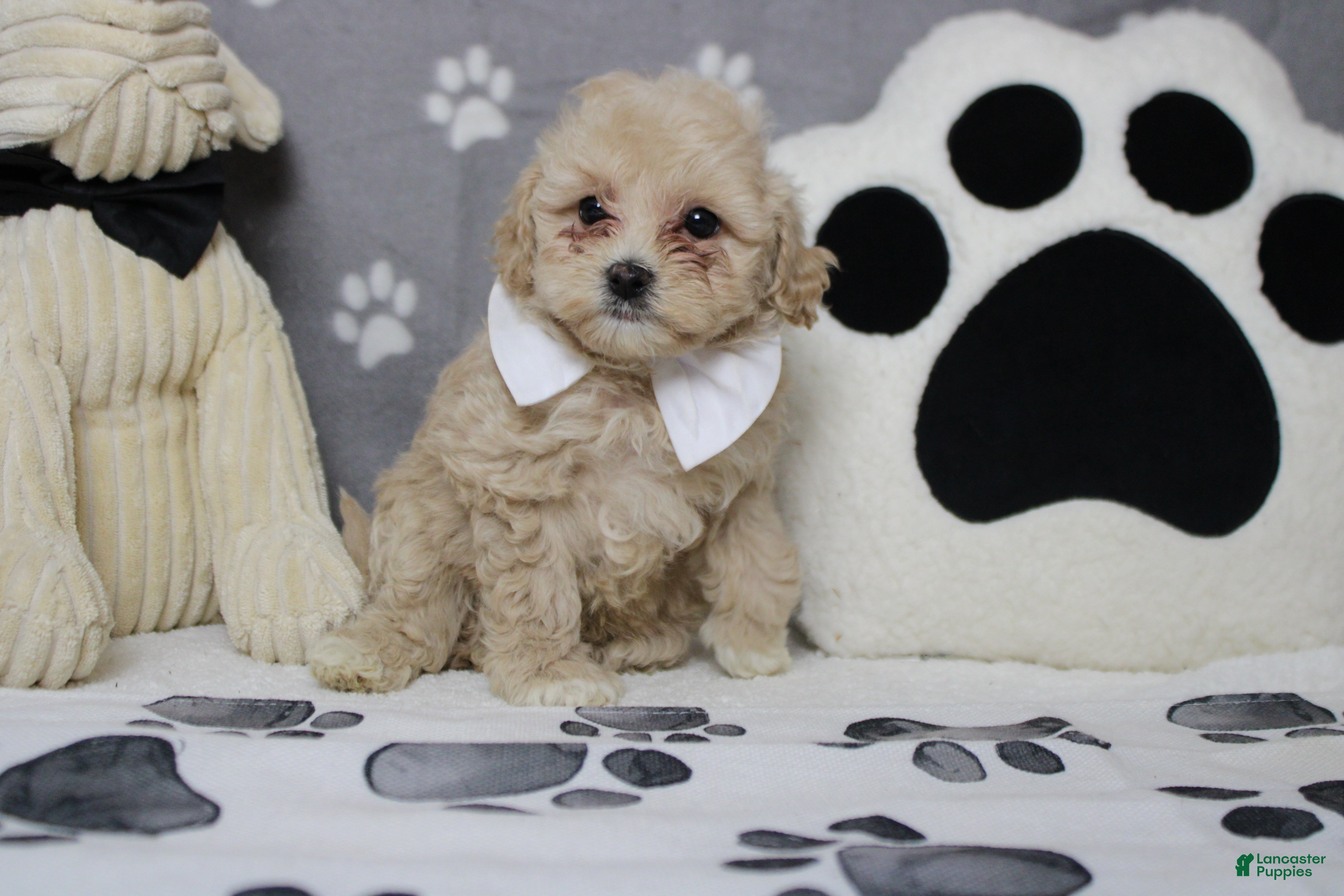 Havapoo dogs charlie  - Ad 12