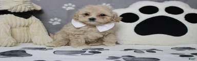 charlie 