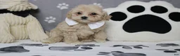 Havapoo dogs for sale: charlie  - Ad 1