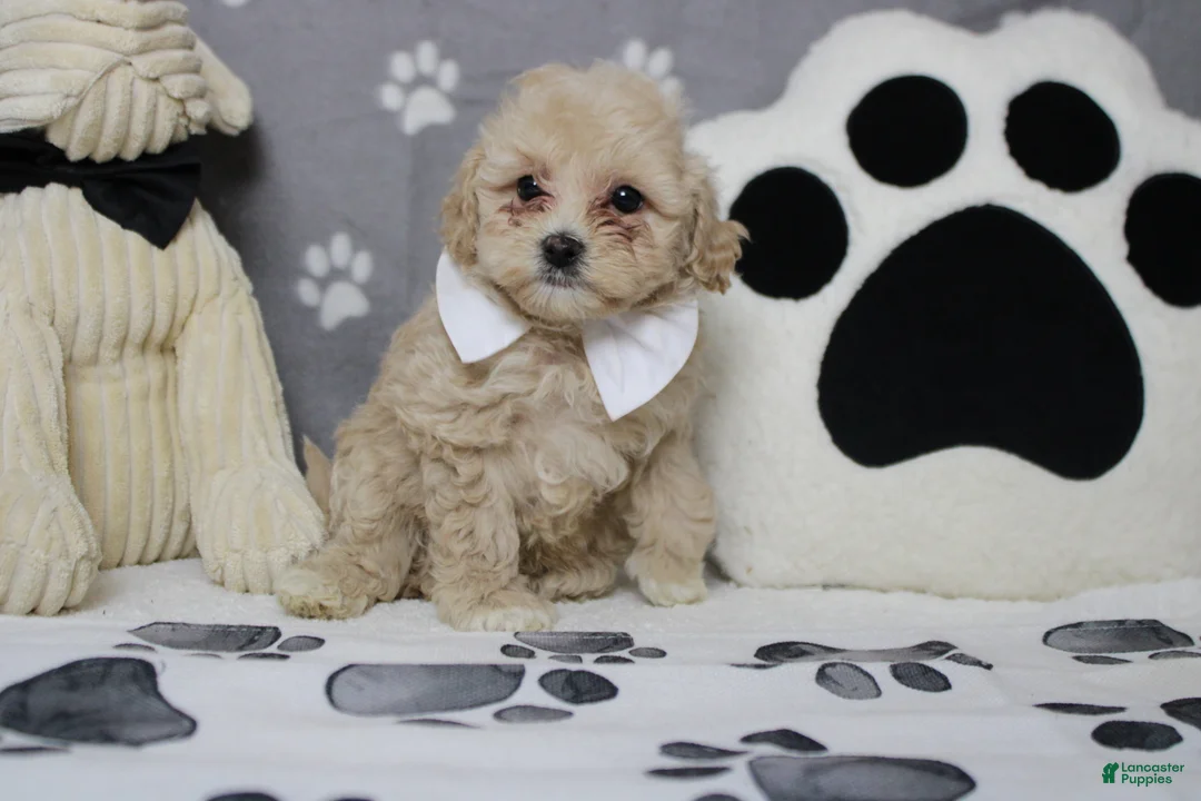 Havapoo dogs for sale: charlie  - Ad 1