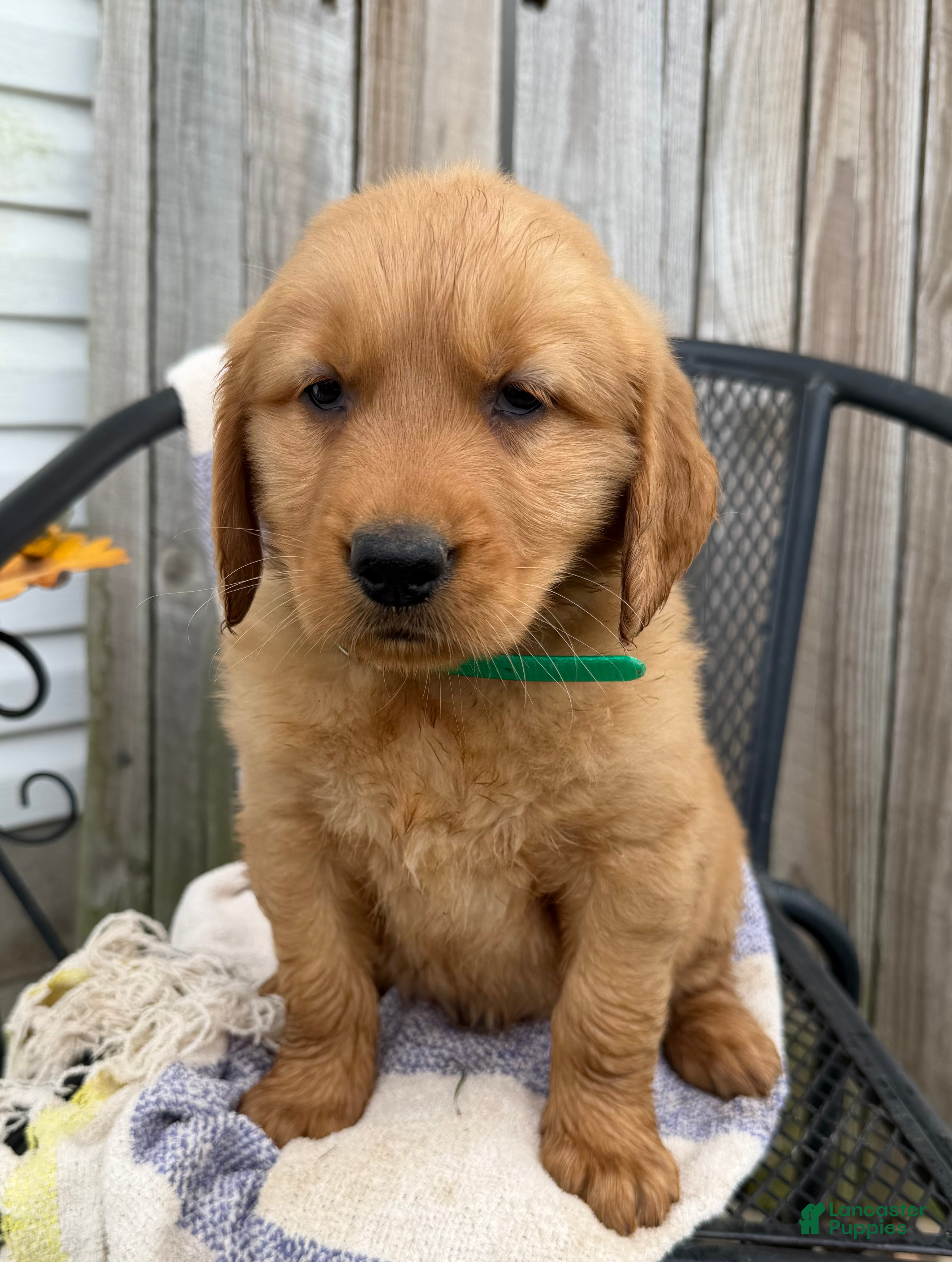 Golden Retriever dogs Duke - Ad 1