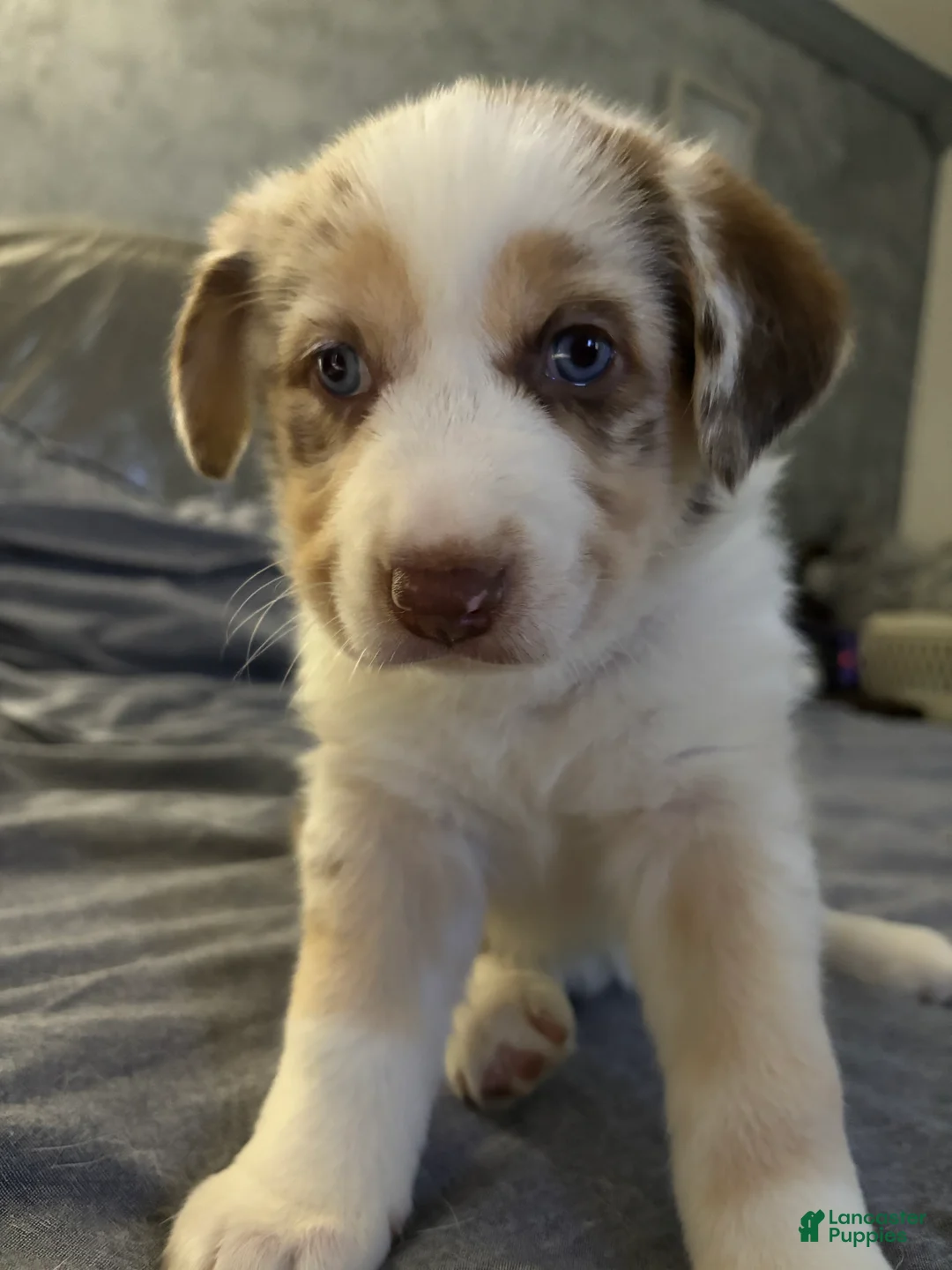 Mixed Breed dogs for sale: Mixed Breed Puppy 2 - Ad 1