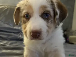 Mixed Breed dogs Mixed Breed Puppy 2 - Ad 33