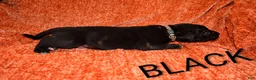 Presa Canario dogs for sale: Mr Neon  - Ad 31