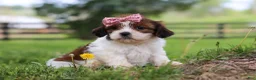 Shih Tzu dogs for sale: Hazel - Ad 2