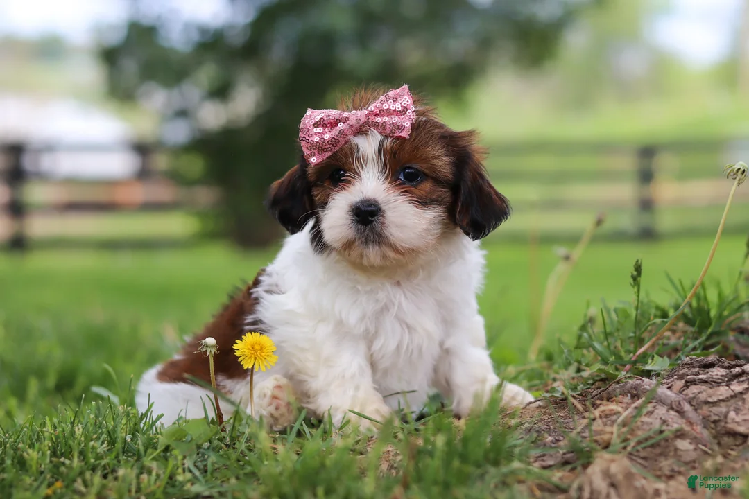 Shih Tzu dogs for sale: Hazel - Ad 2