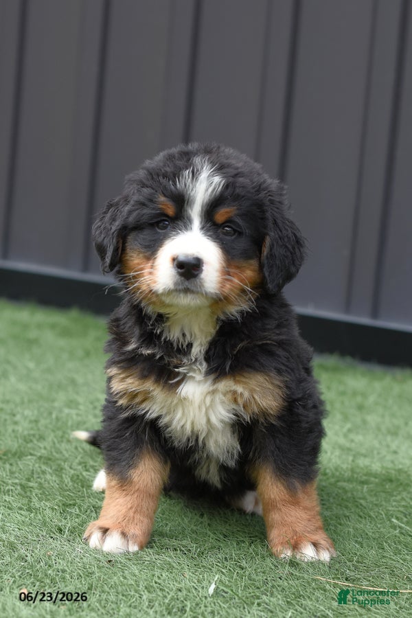 Bernese Mountain Dog dogs Debby - Ad 1