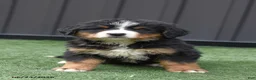 Bernese Mountain Dog dogs for sale: Debby - Ad 1
