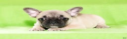 French Bulldog dogs for sale: Carla - Ad 7