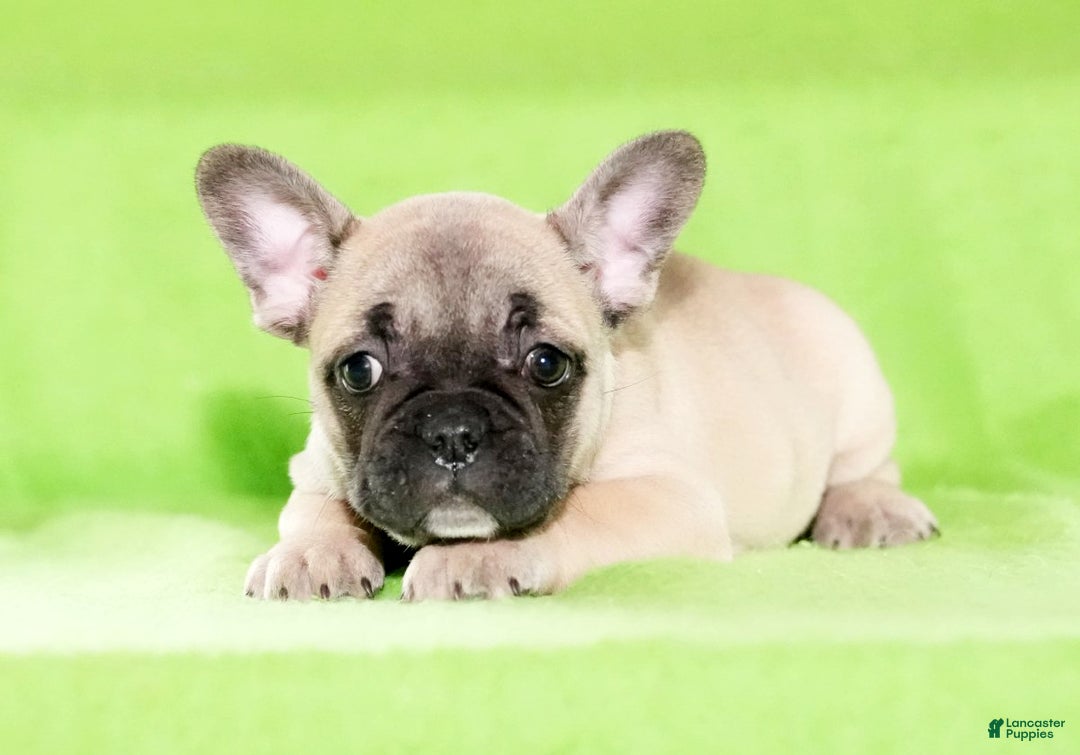 French Bulldog dogs for sale: Carla - Ad 7