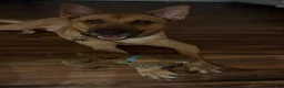 Mixed Breed dogs for sale: Mixed Breed 1 - Ad 4