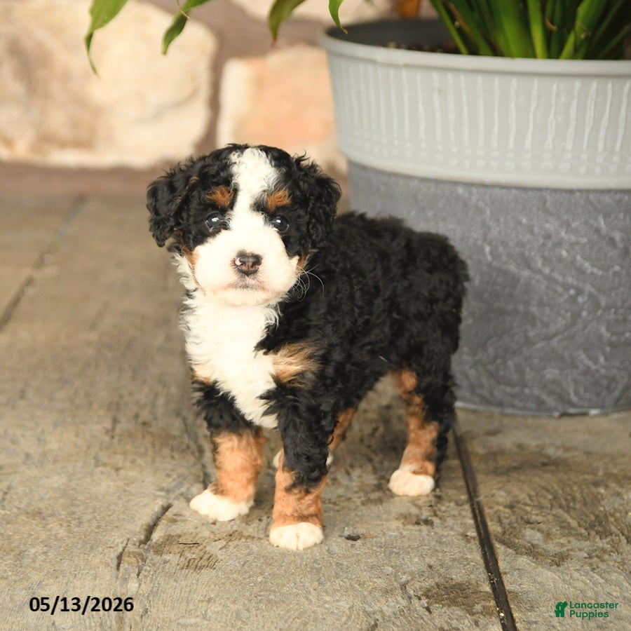 Mini Bernedoodle dogs Bobby - Ad 2