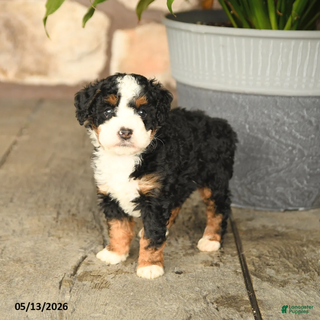 Mini Bernedoodle dogs for sale: Bobby - Ad 2