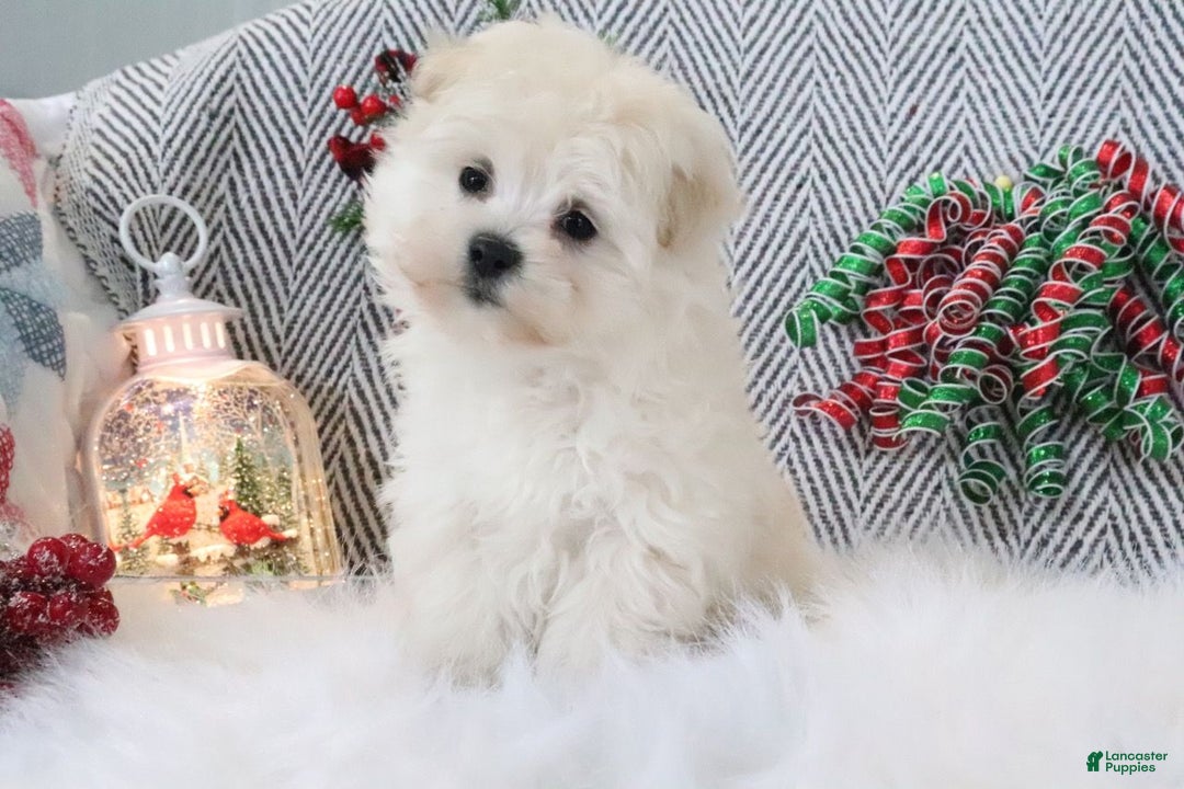 Pomapoo dogs for sale: Buddy - Ad 3