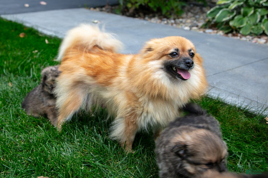 Pomeranian dogs for sale: Haven - Ad 4