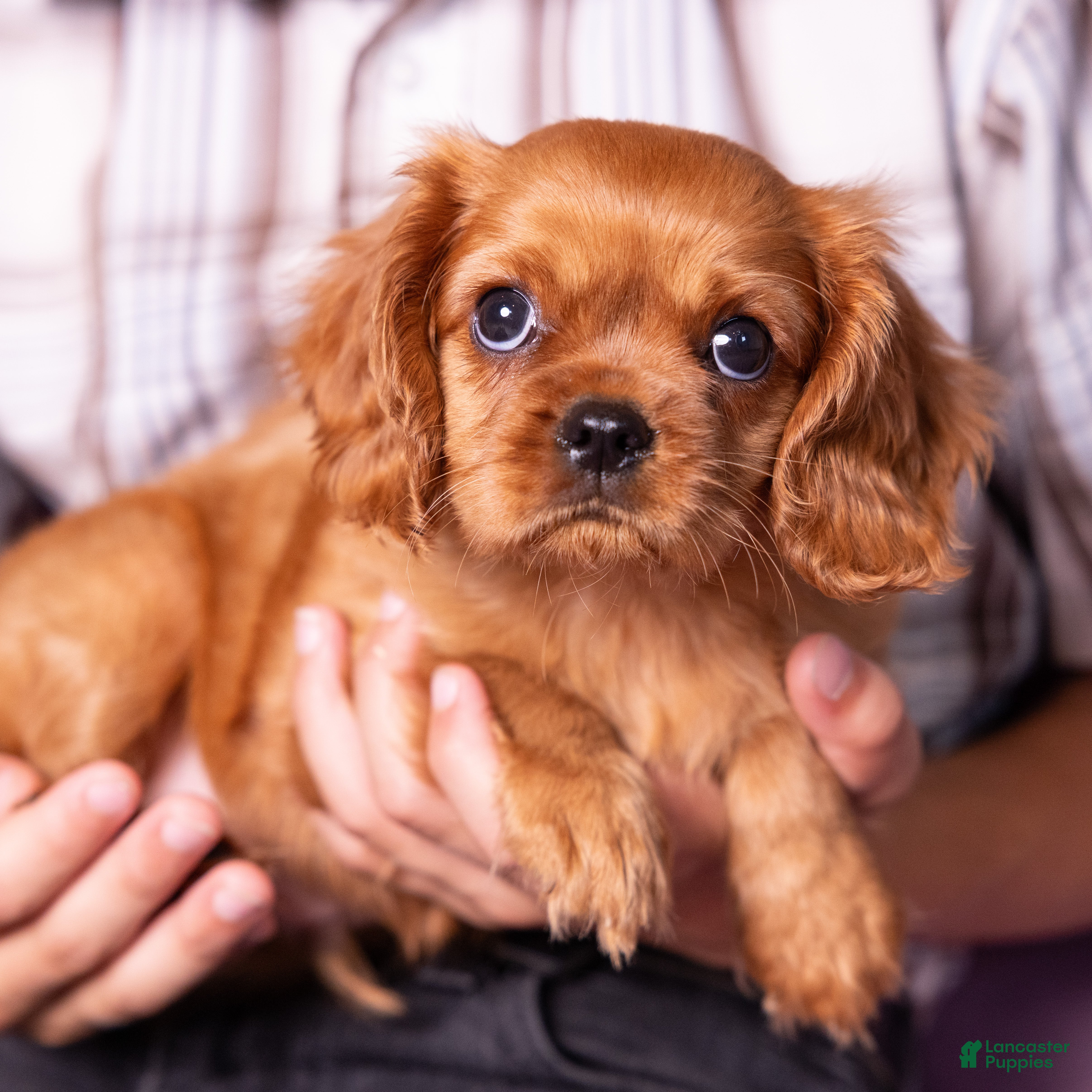 Cavalier King Charles Spaniel dogs Neil - Ad 2