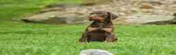 Doberman Pinscher dogs for sale:  Delilah (Red Rust)🐶 - Ad 13