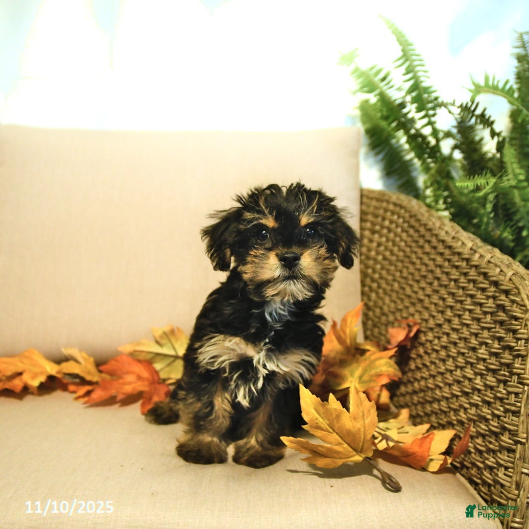 Yorkiepoo dogs for sale: Pepper - Ad 5