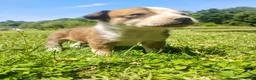 Mixed Breed dogs for sale: Mixed Breed Puppy 5 - Ad 3