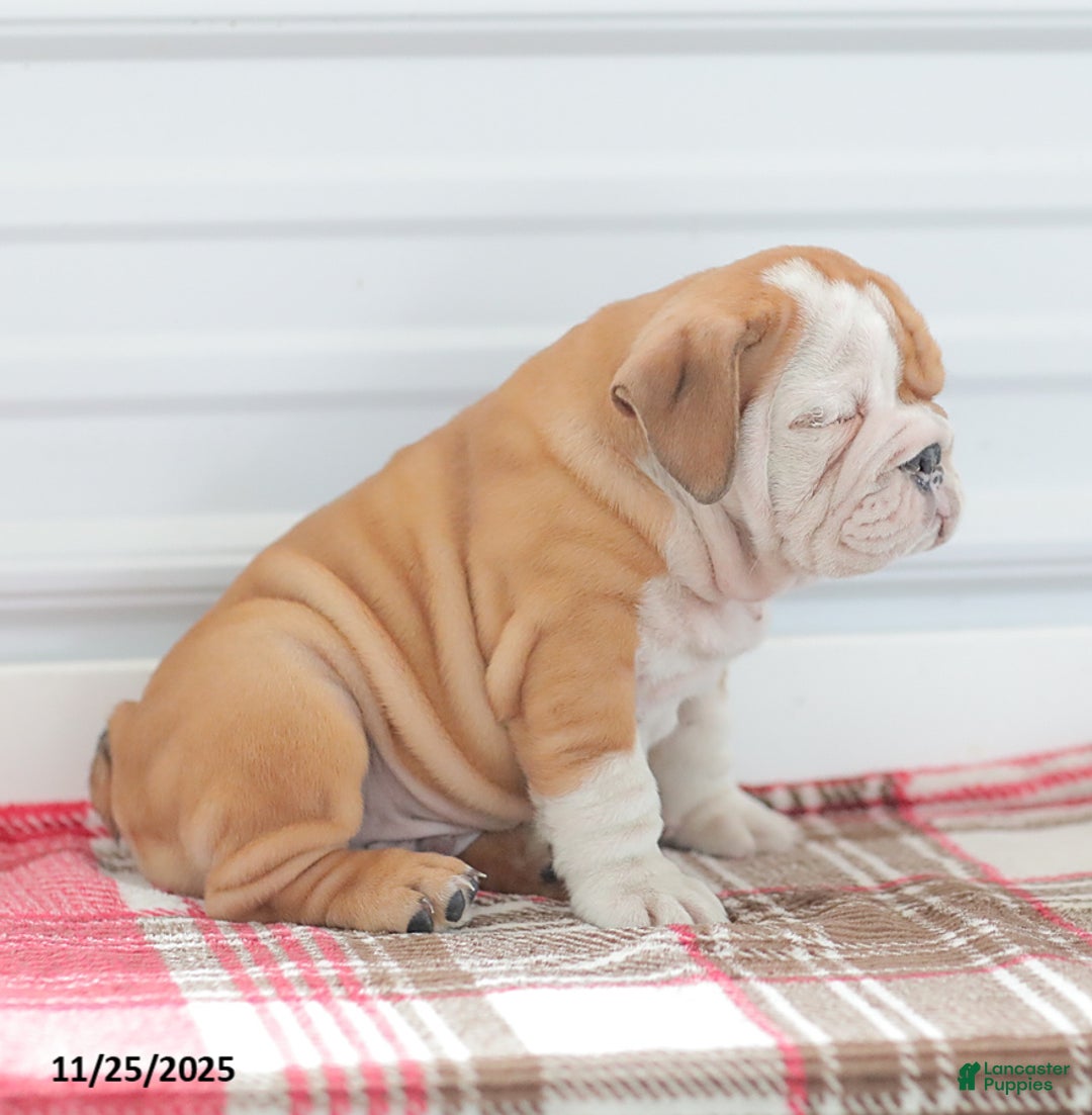 English Bulldog dogs for sale: Richard - Ad 7