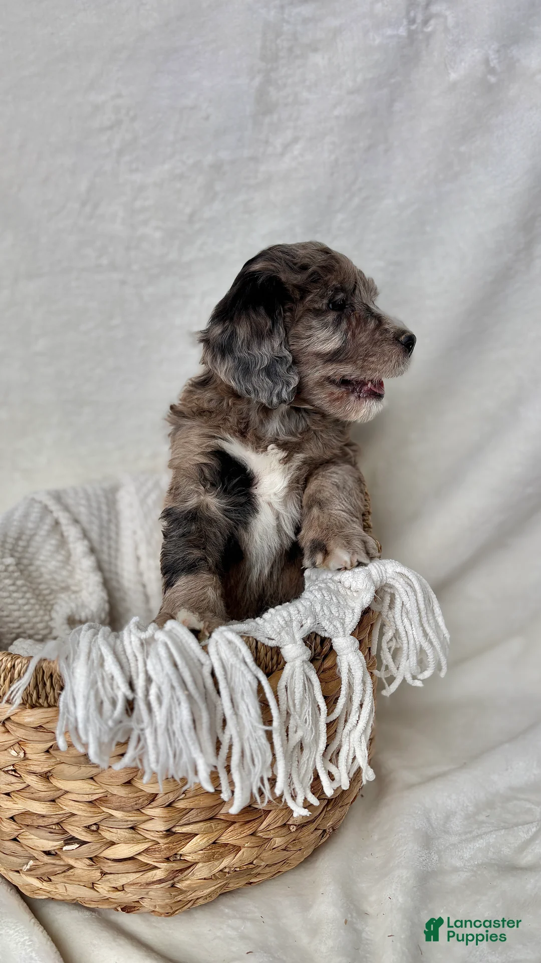 Bernedoodle dogs for sale: Bella - Ad 3