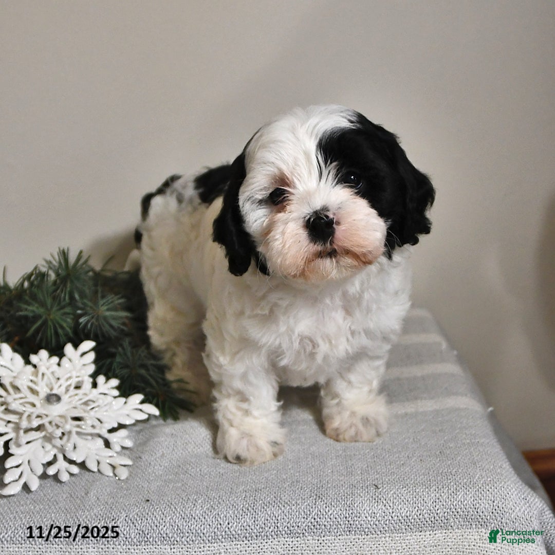 Shihpoo dogs for sale: Courtney - Ad 2
