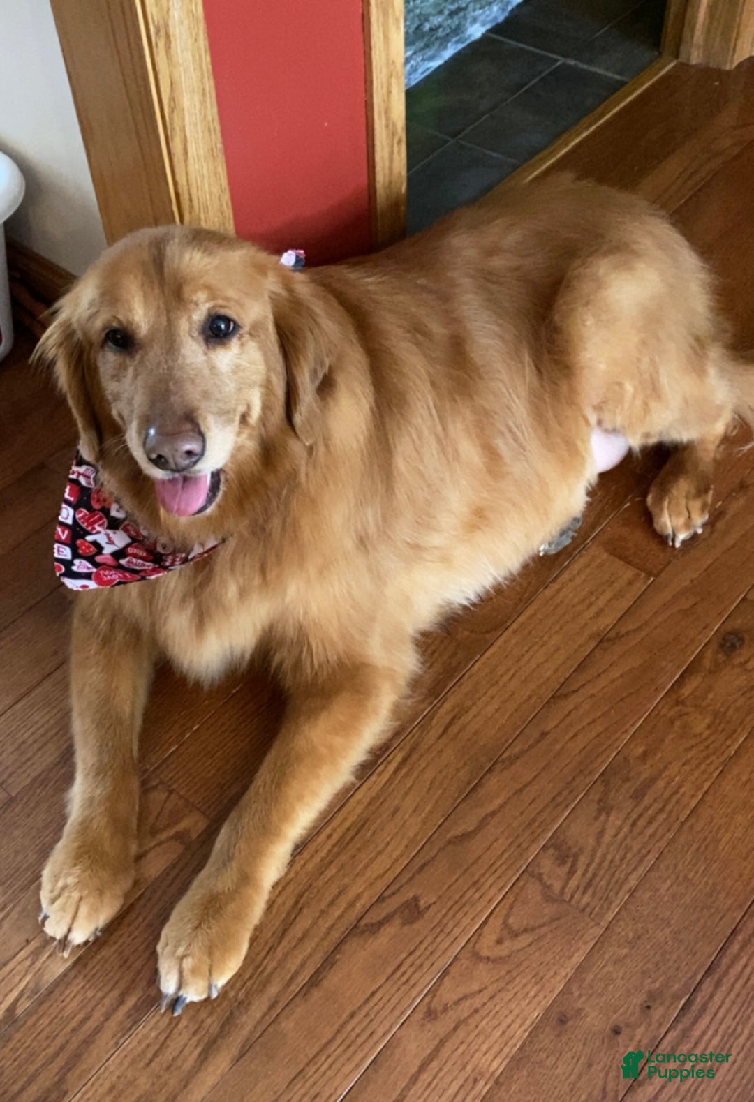 Golden Retriever dogs for sale: Braxton - Ad 2