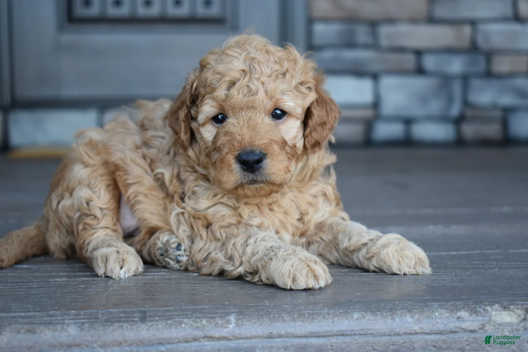 Mini Goldendoodle dogs for sale: Hunter - Ad 5