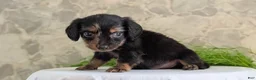 Miniature Dachshund dogs for sale: Loki  - Ad 8