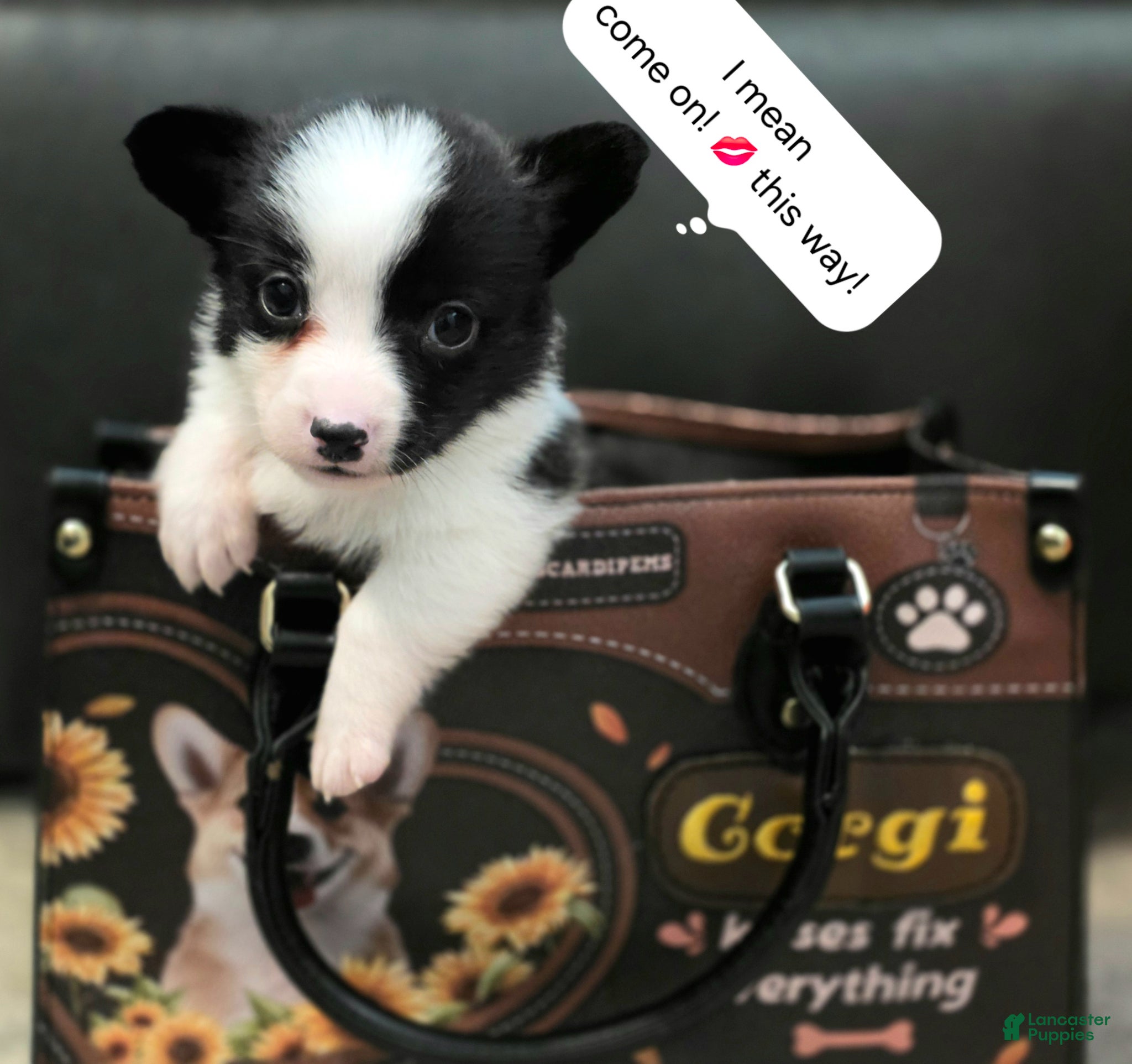 Mixed Breed dogs Sherpa - Ad 27