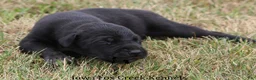 Great Dane dogs for sale: Sadie - Ad 3