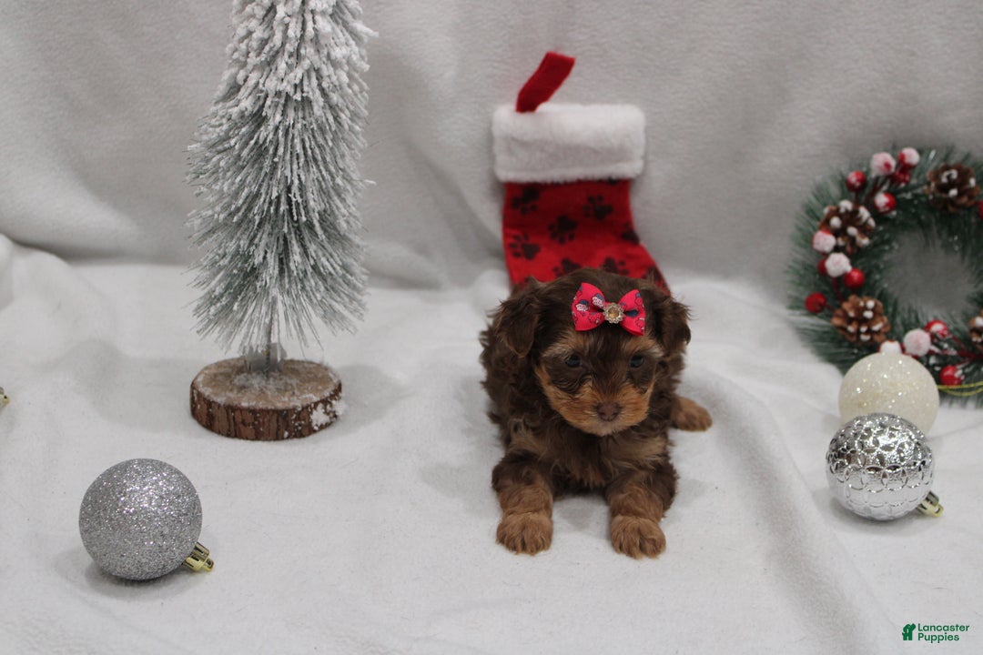 Yorkshire Terrier dogs for sale: Ruby - Ad 2