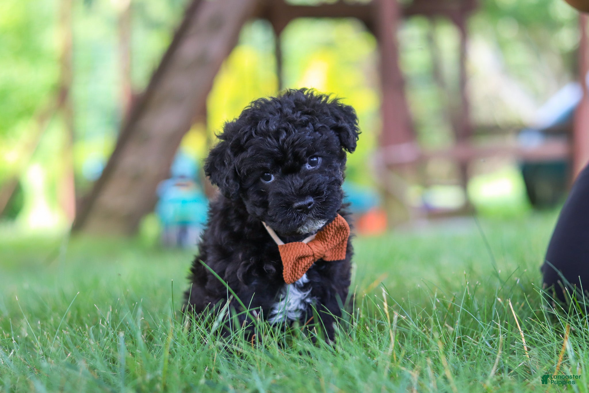 Yorkiepoo dogs Bubba - Ad 1