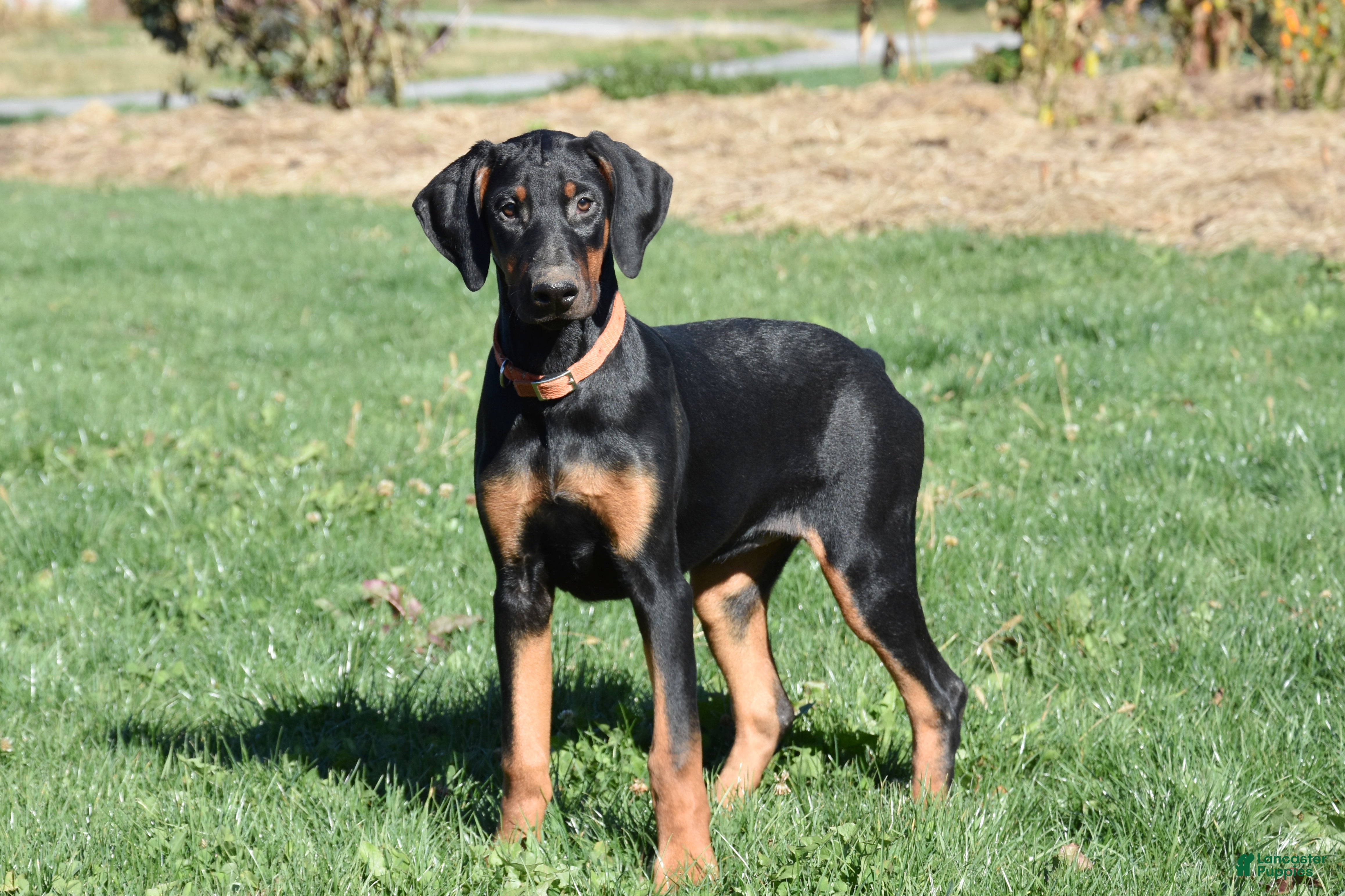 Doberman Pinscher dogs Kendra - Ad 3